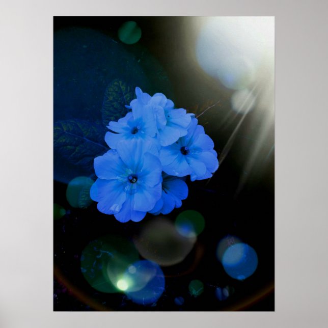 Affiche fleurs Primroses en bleu (Devant)