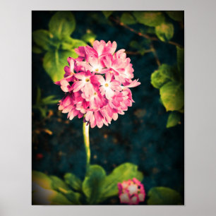 Affiche Fleurs Primules roses