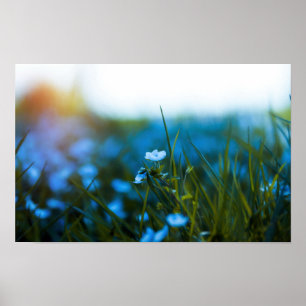 Affiche Fleurs printanières dans le champ