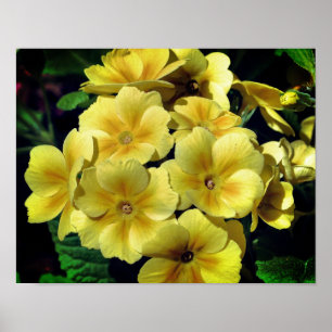 Affiche Fleurs printanières de Primrose Jaune près