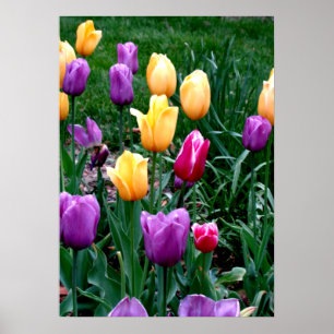 Affiche Fleurs printanières Tulipes Jardin rose Jaune pour