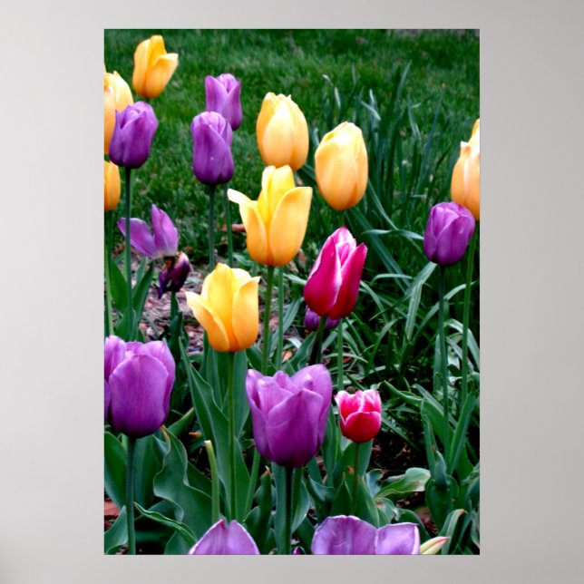 Affiche Fleurs printanières Tulipes Jardin rose Jaune pour (Devant)