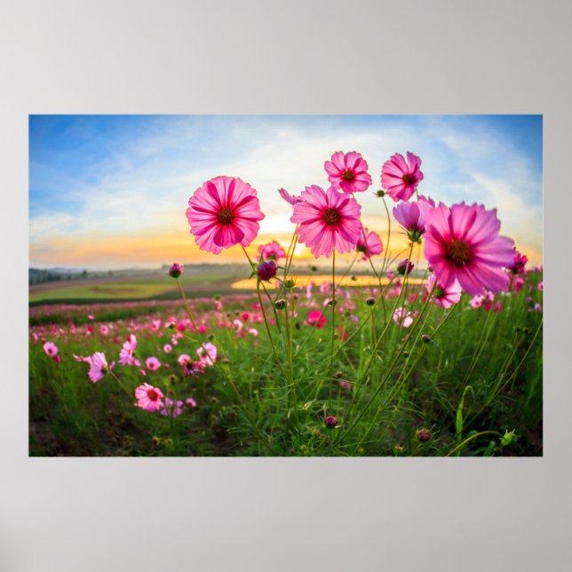 Affiche Fleurs |Province de Chiang Rai, Thaïlande (Devant)