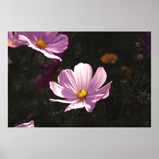 AFFICHE FLEURS PURPLE PETALED (Devant)