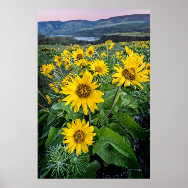 Affiche Fleurs | Rivière Balsomroot Columbia, Oregon (Devant)