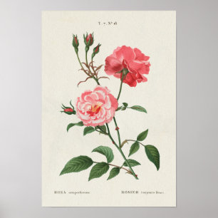 Affiche Fleurs Rosa vintages