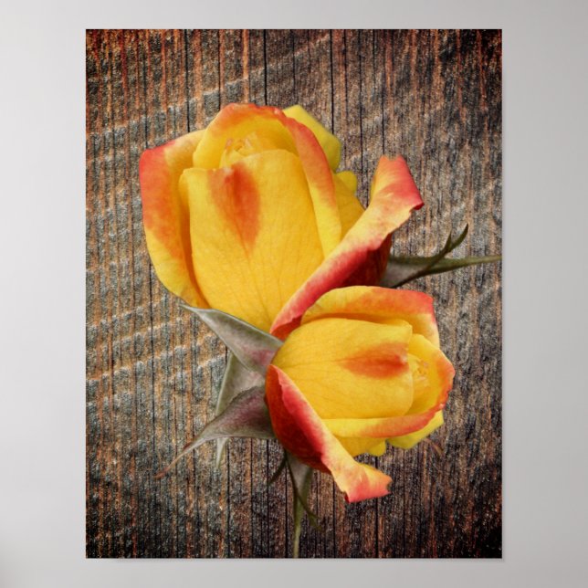 Affiche Fleurs Rosebud Jaunes Sur Barnboard (Devant)