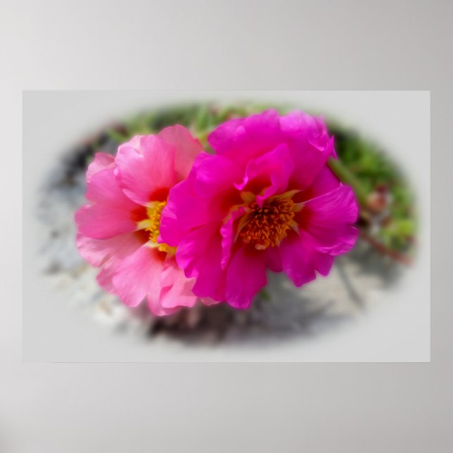 Affiche Fleurs roses au soleil (Devant)