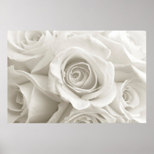 Affiche Fleurs   Roses blanches