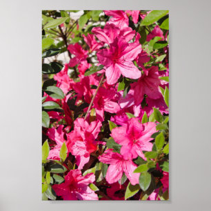 Affiche Fleurs roses d'azalée