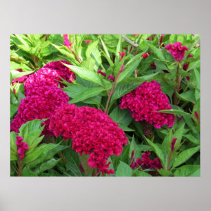 Affiche Fleurs roses de Celosia de crête