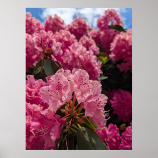 Affiche Fleurs roses de Rhododendron au soleil du printemp
