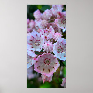 Affiche Fleurs roses et blanches de laurier de montagne