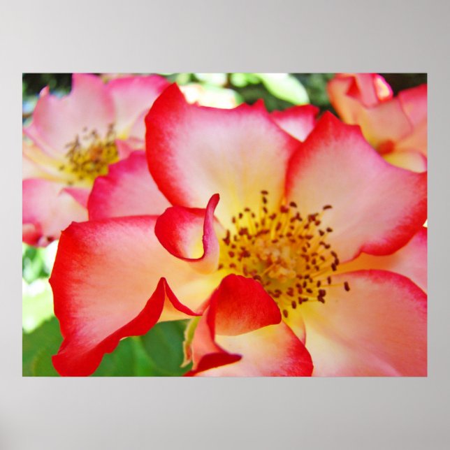 Affiche Fleurs roses imprimés d'art Roses colorés (Devant)