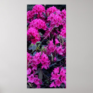 Affiche Fleurs roses Rhododendron