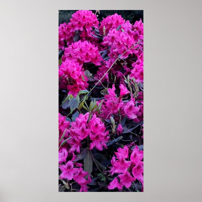 Affiche Fleurs roses Rhododendron (Devant)