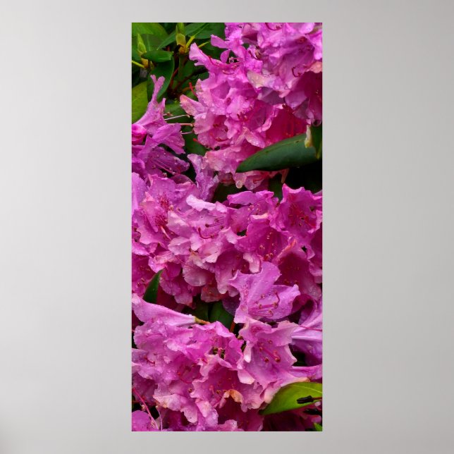Affiche Fleurs roses Rhododendron (Devant)