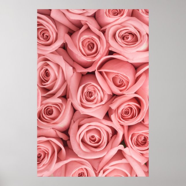 Affiche Fleurs | Roses roses (Devant)