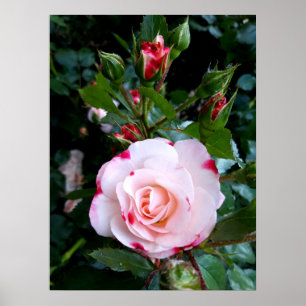 Affiche Fleurs roses, Roses blanches rouges roses