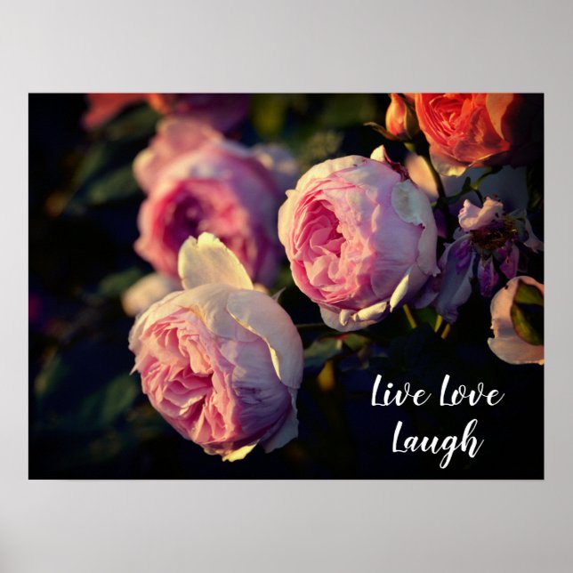Affiche Fleurs roses roses du jardin (Devant)
