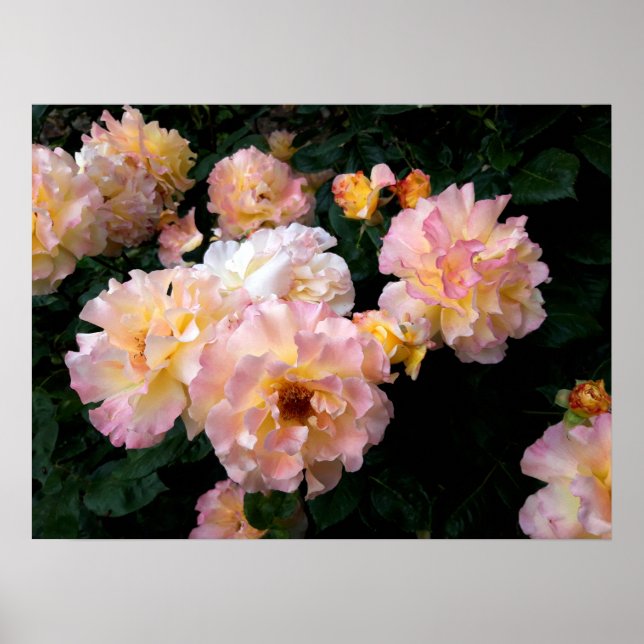 Affiche Fleurs roses, Roses Jaunes Rose (Devant)