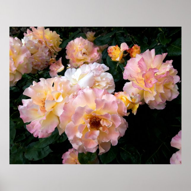 Affiche Fleurs roses, Roses Jaunes Rose (Devant)