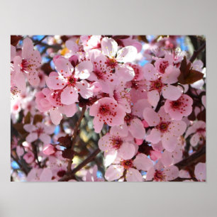 Affiche Fleurs roses sur un arbre à fleurs ornemental