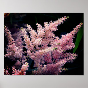 Affiche Fleurs Roses Vivides Gros Plan