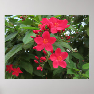 Affiche Fleurs rouges de Jatropha