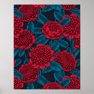 Affiche Fleurs rouges de waratah