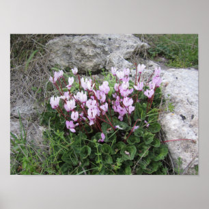 Affiche Fleurs sauvages