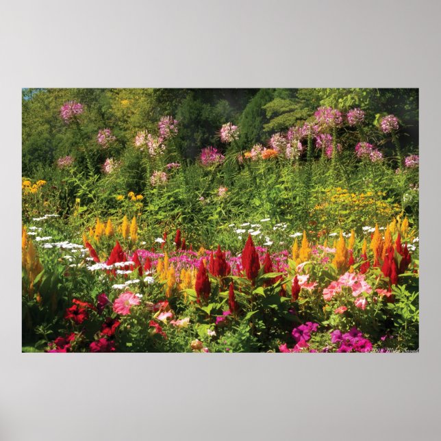 Affiche Fleurs sauvages (Devant)