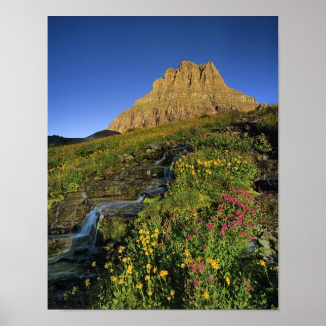 Affiche Fleurs sauvages alpines & Mt Clements à Logan Pass (Devant)