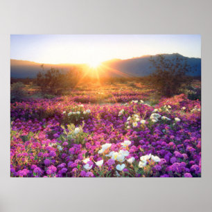 Affiche Fleurs sauvages au coucher du soleil Désert d'An