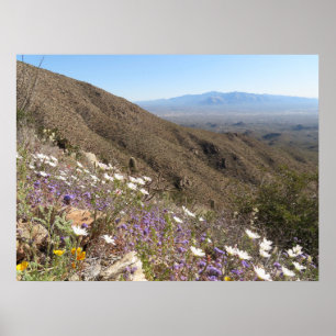 Affiche Fleurs sauvages au Parc national de Saguaro I