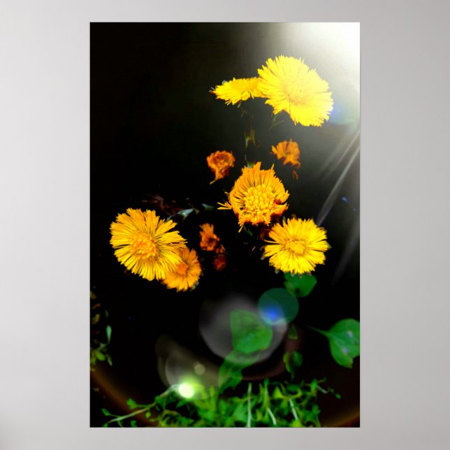 Affiche Fleurs sauvages au soleil (Devant)