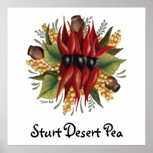 Affiche Fleurs sauvages australiens - Sturt Desert Pea