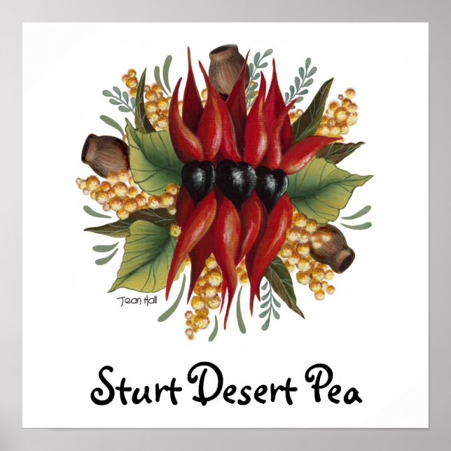 Affiche Fleurs sauvages australiens - Sturt Desert Pea (Devant)