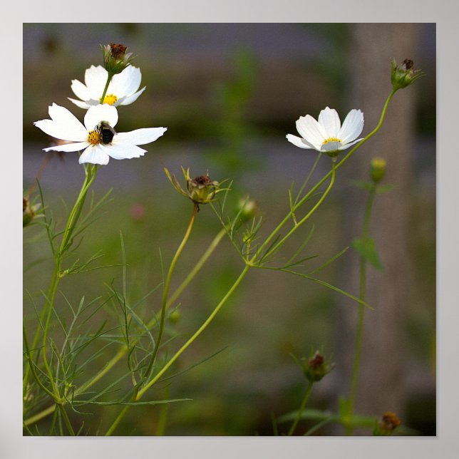 Affiche Fleurs Sauvages Blanches (Devant)