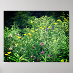 Affiche Fleurs sauvages Dans Le Champ 2 Fleur