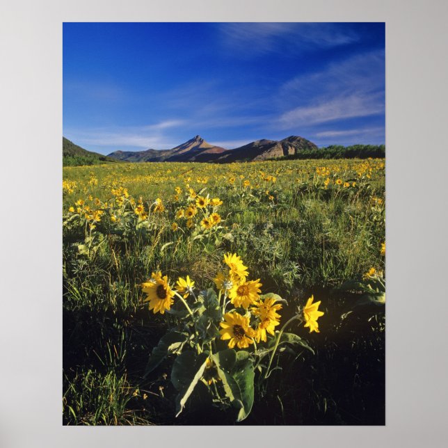 Affiche Fleurs sauvages de balsamroot à feuilles sagittées (Devant)