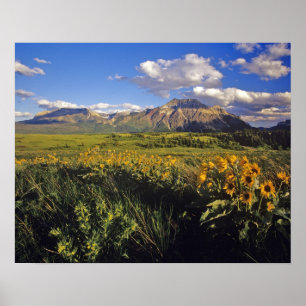 Affiche Fleurs sauvages de balsamroot à feuilles sagittées