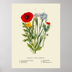 Affiche Fleurs sauvages de champs de maïs botaniques vinta