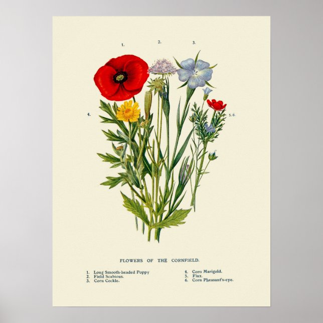 Affiche Fleurs sauvages de champs de maïs botaniques vinta (Devant)
