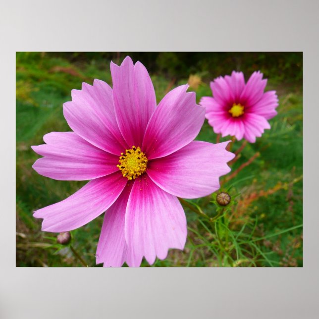 Affiche Fleurs sauvages de Cosmos rose (Devant)