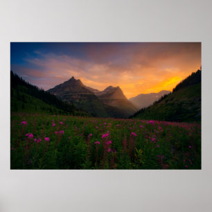 Affiche Fleurs sauvages de glacier