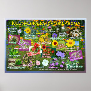 Affiche Fleurs sauvages de l'affiche 19v2 de l'Oklahoma