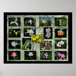 Affiche Fleurs sauvages de l'Ouest Montana