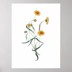 Affiche Fleurs sauvages de marguerites jaunes Illustration