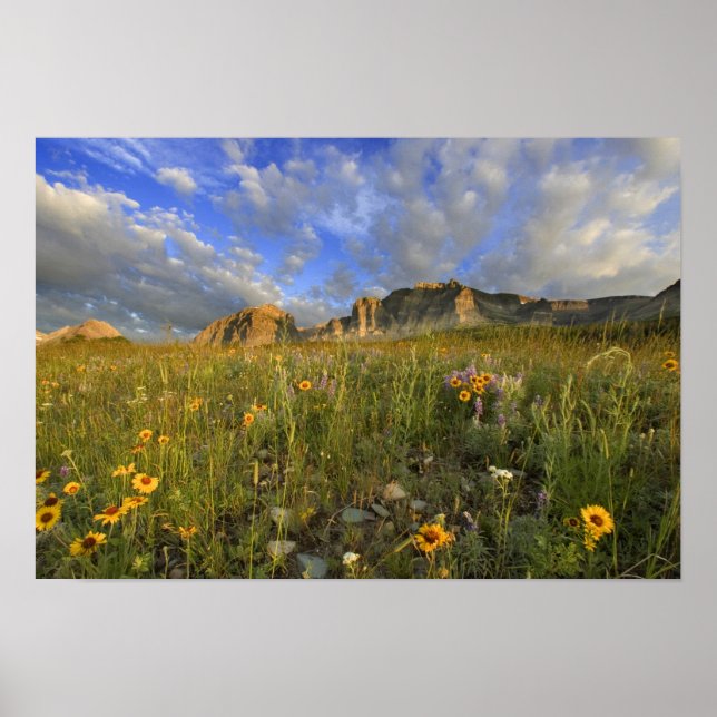 Affiche Fleurs sauvages des Prairies à Windy Creek dans le (Devant)